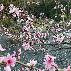 春爛漫*¨*•.¸¸♪/桃の花が満開です/玄関/入り口のインテリア実例 - 2022-03-29 18:45:42