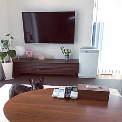 部屋全体/ウォルナット家具/壁付けテレビ/フレンチブルドック/ホワイトインテリア...などのインテリア実例 - 2018-09-15 18:35:38