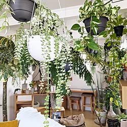 観葉植物のある暮らし/北欧インテリア/北欧ナチュラルインテリア/植物のある暮らし/観葉植物インテリア...などのインテリア実例 - 2023-06-24 18:34:45