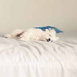 ベッド周り/犬と暮らす部屋のインテリア実例 - 2021-05-13 23:28:20