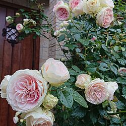 玄関/入り口/バラ/クラリス/バラのある庭/薔薇が好きのインテリア実例 - 2023-05-20 15:35:10