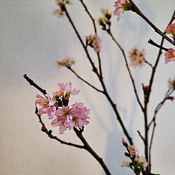 桜/2022.2.28/枝もの/春/癒し...などのインテリア実例 - 2022-02-28 10:52:06