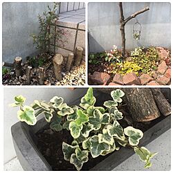 玄関/入り口/日替わり投稿企画!木曜日/植物/お気に入り☻/ヘデラ...などのインテリア実例 - 2017-05-25 16:25:27