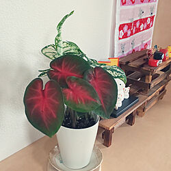 玄関/入り口/カラジューム/かわいいもの♡/観葉植物のある暮らし/干支の置物...などのインテリア実例 - 2020-06-13 10:56:23