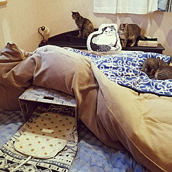 ベッド周り/猫のいる生活/ねこと暮らす。/ＤＩＹ/ネコこたつ...などのインテリア実例 - 2020-01-11 21:40:13