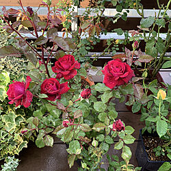 薔薇の季節/癒し/薔薇/薔薇が好き/植物と暮らす...などのインテリア実例 - 2020-05-17 06:10:05
