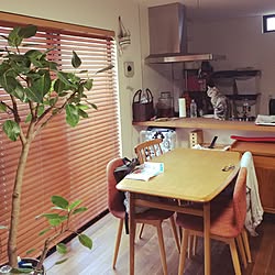 部屋全体/植物のある暮らし/DIY/無言のフォローすみません/ミニマリストになりたい...などのインテリア実例 - 2017-05-27 06:01:17