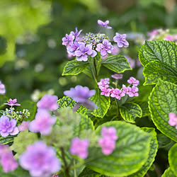 紫陽花/観葉植物/生花を飾る/玄関/入り口のインテリア実例 - 2023-06-10 13:46:45