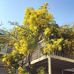 壁/天井/実家の庭/ミモザ/フォロワー様100人感謝です♪/インテリアじゃなくてごめんなさい...などのインテリア実例 - 2016-03-27 17:33:26