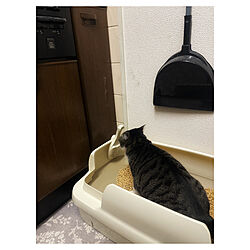 猫ちゃん想い/ねこと暮らす/ニャンとも清潔トイレ/ねこのいる日常/猫トイレ...などのインテリア実例 - 2022-11-15 20:05:25
