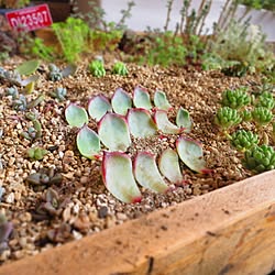 多肉植物/多肉植物　寄せ植え/チワワエンシス/多肉棚　DIY/木製プランター　DIY...などのインテリア実例 - 2017-06-16 06:22:59