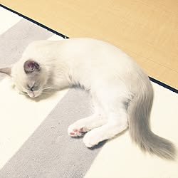 部屋全体/ラグドール/ねこと暮らす。/ねこと暮らす/猫...などのインテリア実例 - 2017-05-18 21:48:17