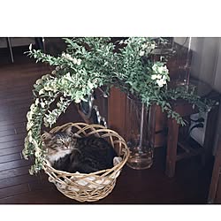 ねこ部/古道具/DIY/Brocante/猫と植物...などのインテリア実例 - 2017-03-27 21:03:53