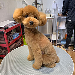 トイプードル/シンプルな暮らし/ヴィンテージ/愛犬と暮らす家/部屋全体のインテリア実例 - 2020-05-05 16:42:12