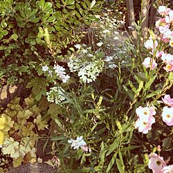 庭/ガーデンのインテリア実例 - 2014-05-31 17:37:35