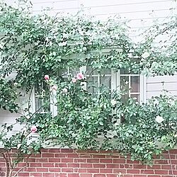 玄関/入り口/薔薇が好き/花のある暮らし/窓/庭...などのインテリア実例 - 2016-05-09 08:11:35