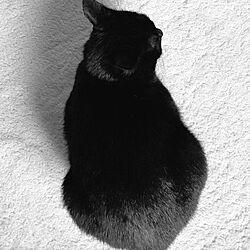 ベッド周り/黒猫のインテリア実例 - 2016-10-21 17:23:38