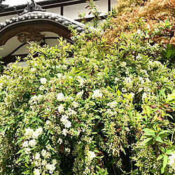 小手毬/春の花/植物のある暮らし/植物に癒されて/季節を楽しむ暮らし...などのインテリア実例 - 2022-04-16 12:58:05