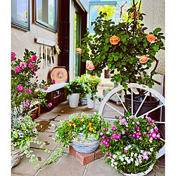 玄関/入り口/ガーデン雑貨DIY/白い柵DIY/花のある暮らし/わが家の好きな風景...などのインテリア実例 - 2024-05-17 00:33:59