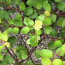 玄関/入り口/花が咲いた/開花中/ワイヤープランツ/グリーンのある生活...などのインテリア実例 - 2017-07-08 09:39:42