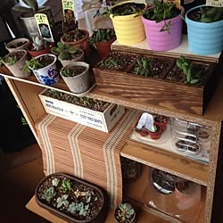 棚/観葉植物/多肉植物love/多肉植物/DIY...などのインテリア実例 - 2014-01-12 22:25:15