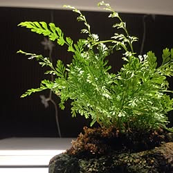 机/植物のインテリア実例 - 2013-01-31 07:46:08