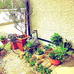 玄関/入り口/植物のインテリア実例 - 2013-04-23 08:54:25