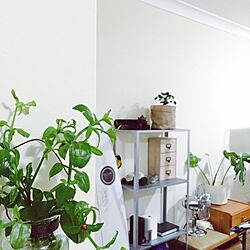 リビング/観葉植物/IKEAのインテリア実例 - 2016-03-11 08:28:49