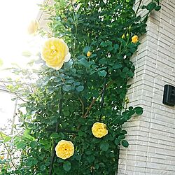 玄関/入り口/バラ/花が好き/ナチュラル/花が好き♡...などのインテリア実例 - 2017-05-11 17:38:06