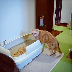 猫トイレ/ねこのいる日常/ニャンとも清潔トイレ/ねこと暮らす/猫ちゃん想い...などのインテリア実例 - 2022-11-12 10:10:50