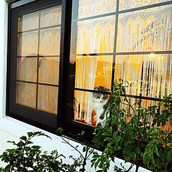 窓と猫/窓デコ/マクラメカーテン/1969組/沖縄...などのインテリア実例 - 2019-11-11 17:14:55