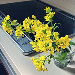 キッチン/カブの花のインテリア実例 - 2023-04-02 08:42:46