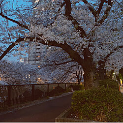 桜のインテリア実例 - 2021-03-29 19:29:50