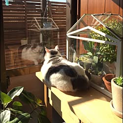 棚/観葉植物/カフェ風/ねこのいる風景/ねこのいる日常...などのインテリア実例 - 2016-03-03 01:00:39