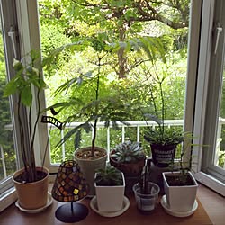 リビング/出窓のグリーン/ステンドグラス/seria/観葉植物...などのインテリア実例 - 2016-05-21 12:51:37