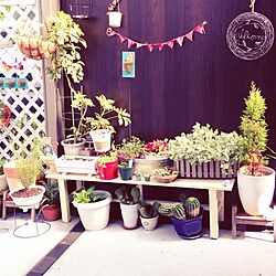 玄関/入り口/DIY/雑貨/サボテン/植物...などのインテリア実例 - 2013-06-12 15:28:57