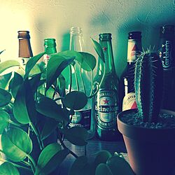 サボテン/外国ビール/観葉植物/棚のインテリア実例 - 2017-05-15 22:43:18