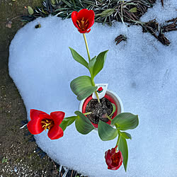 所々の根雪/おやゆび姫(チューリップ)/晴れ7℃/歯の治療の為少し痛む/腰は治ってきました...などのインテリア実例 - 2022-02-14 21:16:59