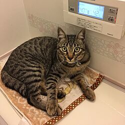 バス/トイレ/お風呂好きなネコ/水まわりリフォームのインテリア実例 - 2017-02-25 23:16:56