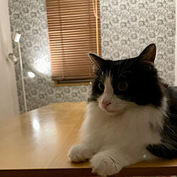 ダイニングテーブル/スポットライトLED/猫と暮らす家/猫の部屋/IKEA...などのインテリア実例 - 2022-10-03 22:51:19