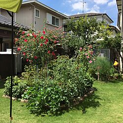 キッチン/広い庭改造計画/家庭菜園のインテリア実例 - 2017-06-15 22:41:31