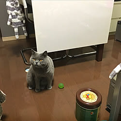 kittyさんのお部屋