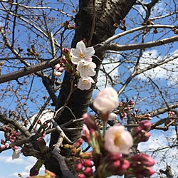 玄関/入り口/お花のある暮らし/生花に癒される日々+..・*✲ﾟ/ナチュラル/フラワー...などのインテリア実例 - 2017-03-28 21:42:50