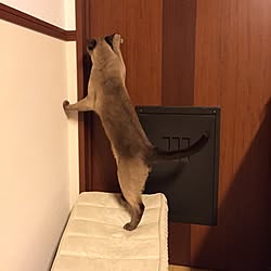 猫/一人暮らしのインテリア実例 - 2014-12-27 21:38:27