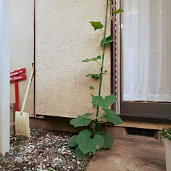 玄関/入り口/昭和の家/にわ/にわのある暮らしのインテリア実例 - 2022-05-28 18:47:25
