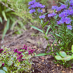 カントリーインテリア/ガーデニング/植物のある暮らし/中庭のある暮らし/秋の庭...などのインテリア実例 - 2021-11-01 18:35:33