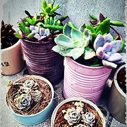 玄関/入り口/セリア/DIY/雑貨/植物...などのインテリア実例 - 2014-09-19 00:50:18