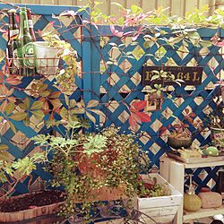 玄関/入り口/小さなお庭/植物/緑のある暮らし/雑貨色々…...などのインテリア実例 - 2015-11-07 08:46:54