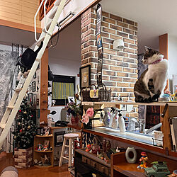 カウンター上DIY棚/ロフトへのはしごの上の猫/黒猫ミースケ/白キジのん/ねこのいる風景...などのインテリア実例 - 2021-12-21 18:14:51