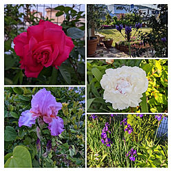 玄関/入り口/あやめ/ラベンダー/バラ/庭の花...などのインテリア実例 - 2021-04-24 08:54:42